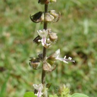 Ocimum americanum L.